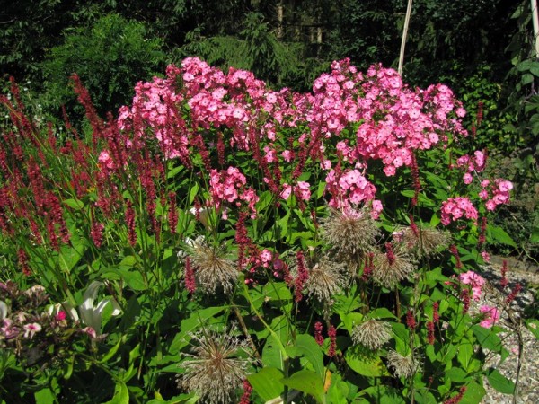 Phlox Eva Cullum